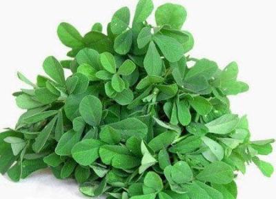 تاثیر شنبلیله در کاهش چربی خون تاثیر شنبلیله در کاهش چربی خون