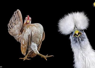 مسابقه انتخاب زیباترین مرغ مسابقه انتخاب زیباترین مرغ